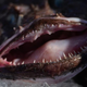 Open-mouthed monkfish